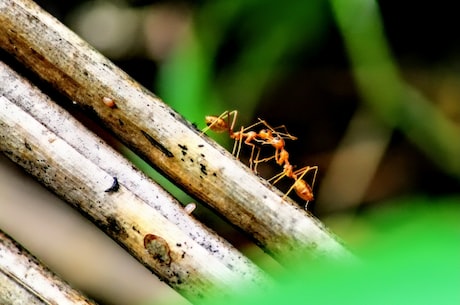 惊奇！蚂蚁的习性竟然如此神奇！